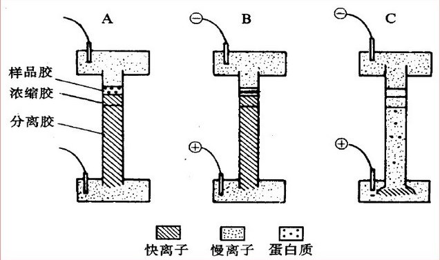 国产精品麻豆欧美日韩WW电泳过程 国产精品麻豆欧美日韩WW电泳过程